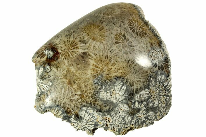 Polished Fossil Coral Head - Indonesia #210908